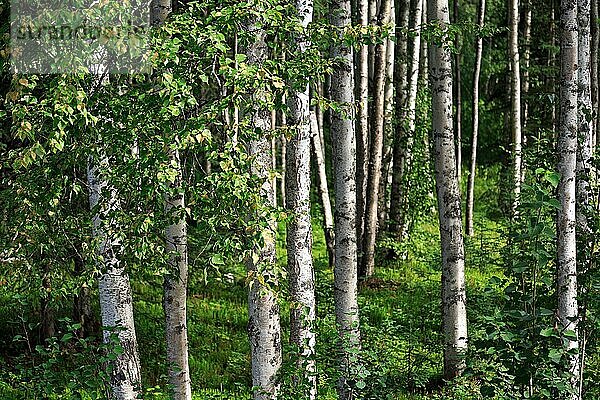 Birch forest panorama