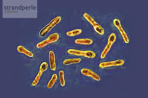 Clostridium botulinum-Bakterium (Botulismus-Bazillus). Dieses Bakterium sondert ein sehr starkes Toxin (Botox) ab  das die Motoneuronen der Muskelkontraktion hemmt. Bild aufgenommen mit einem optischen X-1000-Mikroskop.