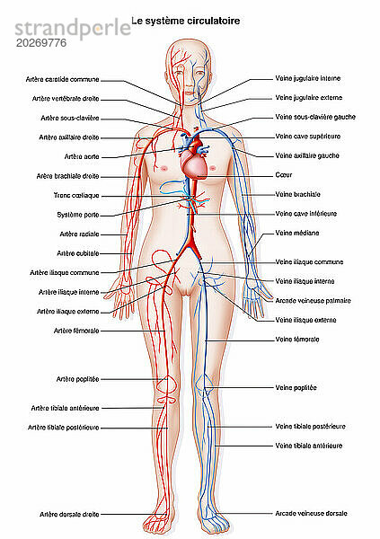 Blutfluss. Darstellung des arteriovenösen Systems in einer weiblichen Silhouette. Vom Herzen gehen die großen Gefäße ab  die die verschiedenen Organe und Gliedmaßen versorgen. Links in der Zeichnung ist das arterielle System in Rot dargestellt  rechts das Venensystem in Blau.