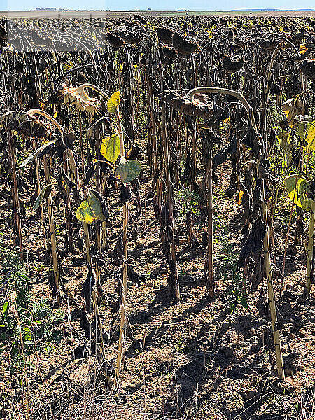 Dürre in Hauts-de-France. Sonnenblumen können sich aufgrund des Wassermangels nicht normal entwickeln