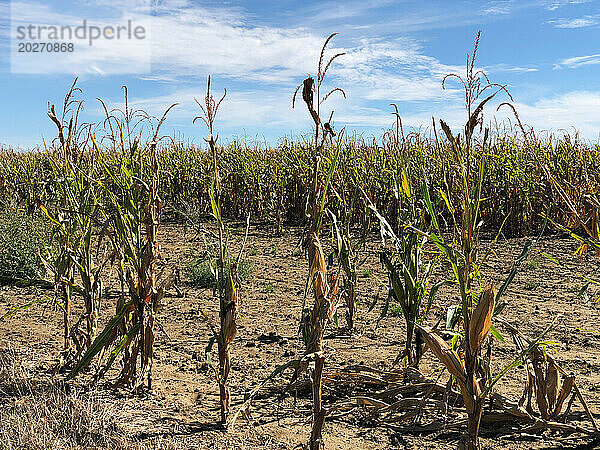 Dürre in Hauts-de-France. Getreide kann sich aufgrund des Wassermangels nicht normal entwickeln