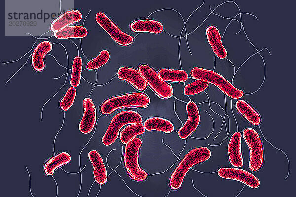 Cholera-Bazillen oder Cholera-Vibrio (Vibrio cholerae). Cholera ist eine ansteckende  epidemische Darminfektion. Unbehandelt verläuft die klassische Majorform in mehr als der Hälfte der Fälle tödlich. Bild aufgenommen mit einem optischen X-1000-Mikroskop.