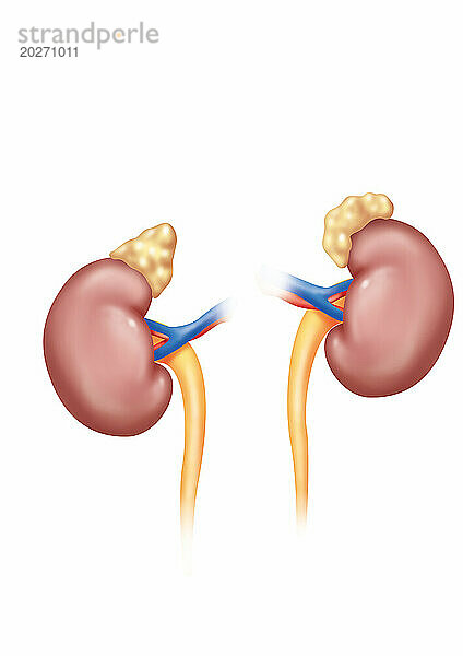 Nieren in Vorderansicht mit Nebennieren  Harnleitern und Nierenarterien und -venen. Die linke Niere liegt höher als die rechte Niere. Und die rechte Nebenniere hat ein eher pyramidenförmiges Aussehen als die rundere linke.