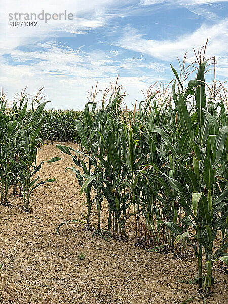Dürre in Hauts-de-France. Getreide kann sich aufgrund des Wassermangels nicht normal entwickeln