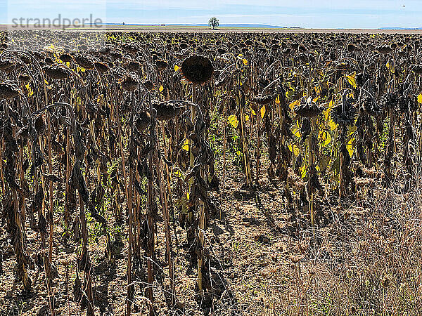 Dürre in Hauts-de-France. Sonnenblumen können sich aufgrund des Wassermangels nicht normal entwickeln