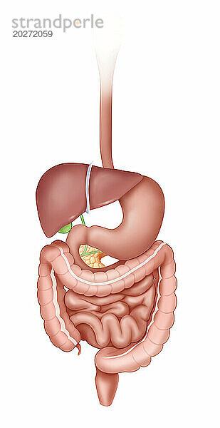 Verdauungssystem  in der Vorderansicht von der Speiseröhre bis zum Rektum. An die obere Speiseröhre schließt sich rechts der Magen an  dann der Zwölffingerdarm  der vom Dickdarm umgebene Dünndarm. Links sehen wir die Leber in Vorderansicht mit dem unteren Ende der Gallenblase in Grün. und der gemeinsame Gallengang  der hinter der Bauchspeicheldrüse verläuft und in Gelb hinter dem Zwölffingerdarm und dem Magen dargestellt ist.