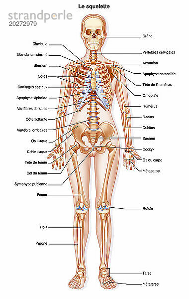 Skelett. Darstellung des menschlichen Skeletts in der Silhouette einer Frau (breiteres Becken für die Schwangerschaft).