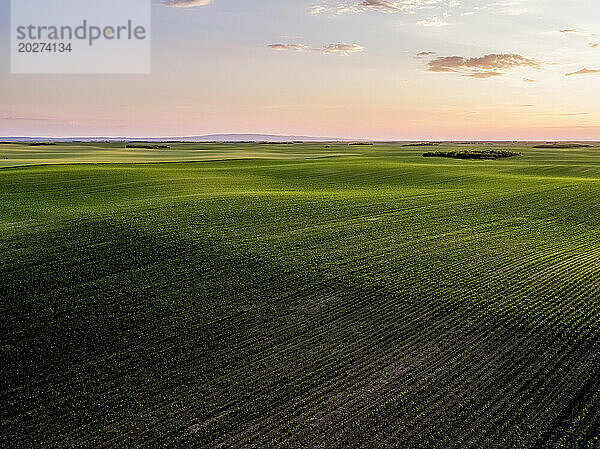 Grünes landwirtschaftliches Feld unter Himmel bei Sonnenuntergang