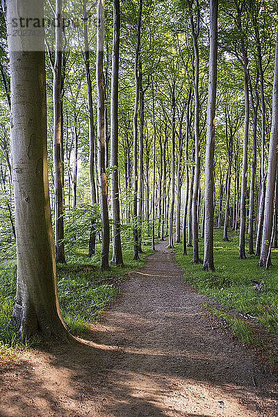 Deutschland  Mecklenburg-Vorpommern  Rügen  Nationalpark Jasmund  Buchenwald