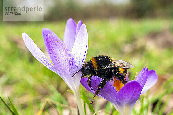 Hummel ernährt sich von blühenden Krokussen