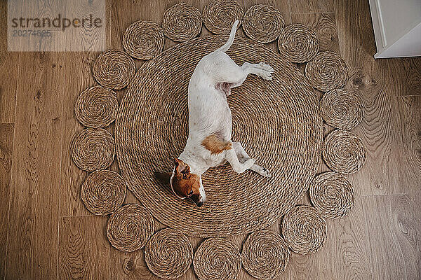 Cute dog lying on wicker rug at home