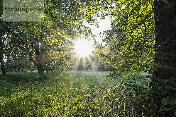 Sonnenlicht scheint durch Bäume im Park in München  Bayern  Deutschland