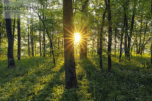 Deutschland  Bayern  Grüner Wald bei Sonnenaufgang