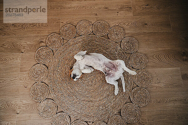 Hund liegt und spielt zu Hause auf einem Weidenteppich