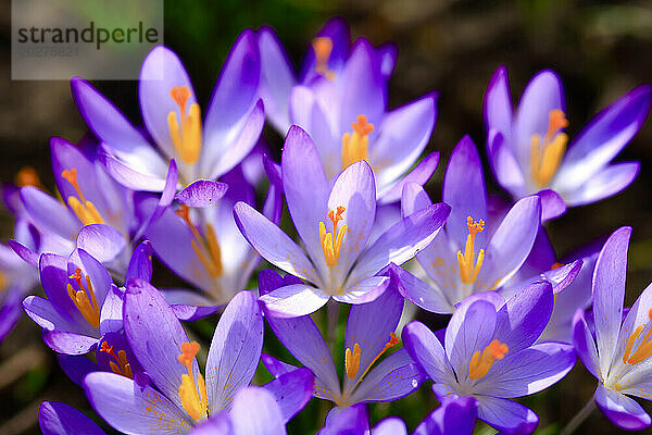 Lila Krokusse blühen im Februar