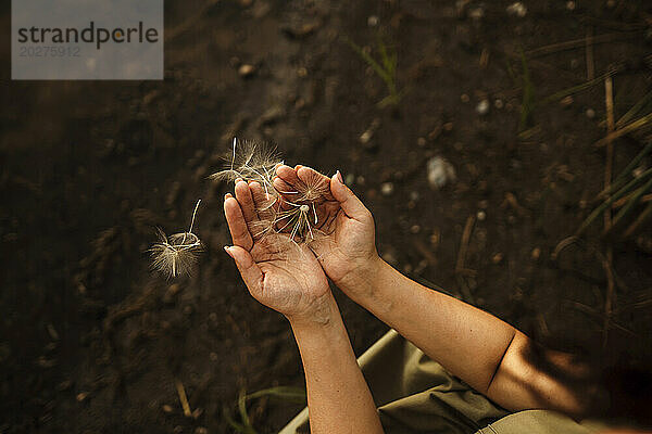 Woman holding dandelion seeds with cupped hands