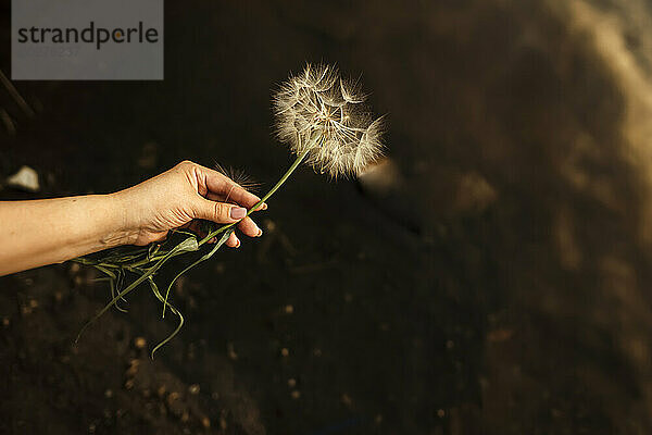 Hand of woman holding dandelion