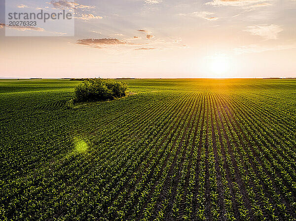 Sonnenuntergang über grünem Maisfeld