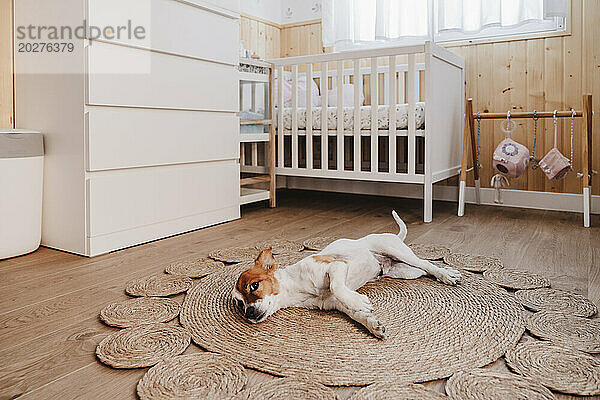 Hund liegt zu Hause auf einem Korbteppich im Kinderzimmer