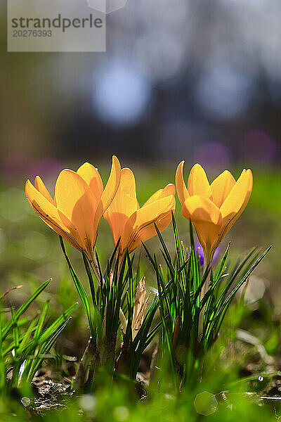 Gelbe Krokusse blühen im Februar