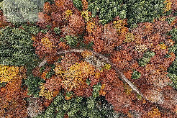 Deutschland  Baden-Württemberg  Luftaufnahme einer unbefestigten Straße  die sich durch den Herbstwald im Schurwaldgebiet schlängelt