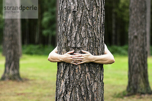 Hände einer Frau umarmen einen Baum im Wald