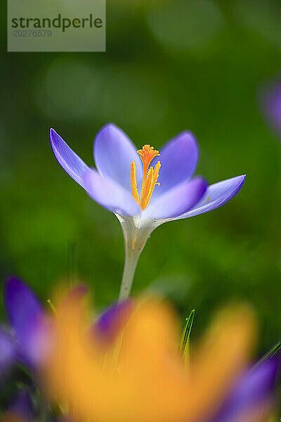 Einzelner violetter Krokus  der im Februar blüht