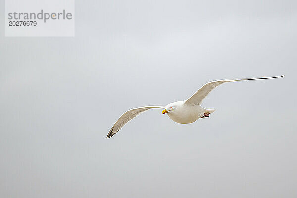 White seagull flying against sky