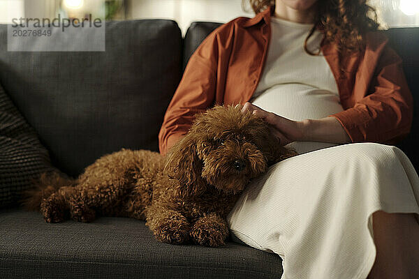 Werdende Frau mit Hund sitzt zu Hause auf dem Sofa