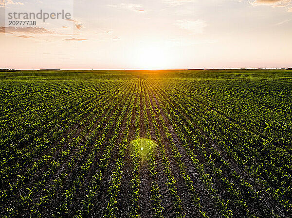Grünes landwirtschaftliches Maisfeld bei Sonnenuntergang