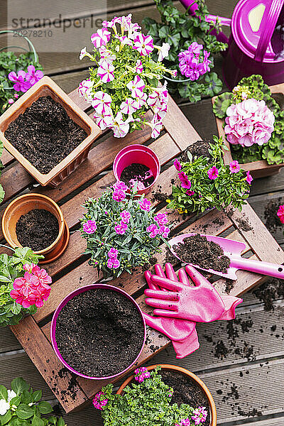 Töpfe mit rosa Blumen neben Gartengeräten auf der Bank am Balkon