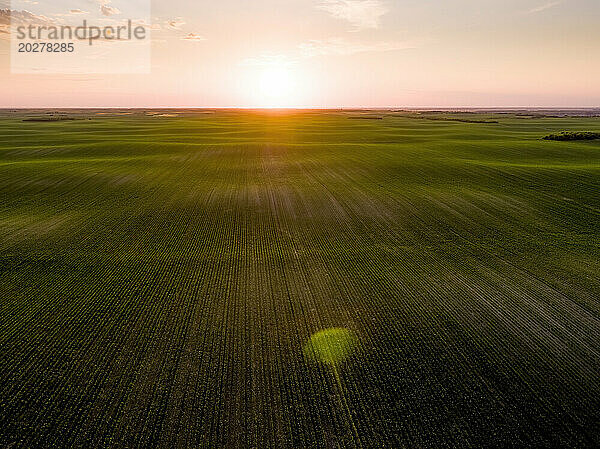 Grünes landwirtschaftliches Feld bei Sonnenuntergang