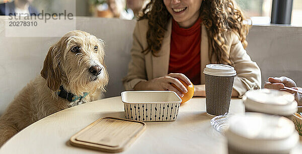 Geschäftsfrau mit Hund in der Mittagspause im Bürocafé