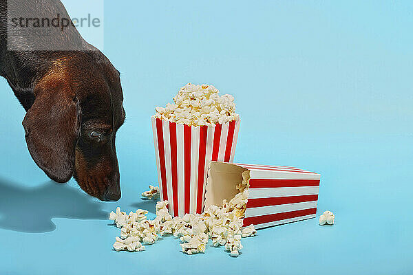 Dackelhund riecht Popcorn auf blauem Hintergrund