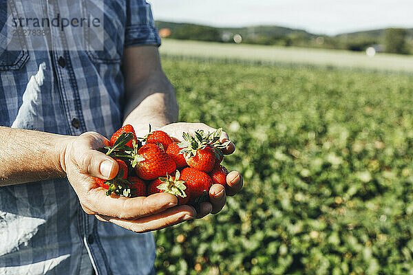 Mann hält an sonnigem Tag Erdbeeren im Feld