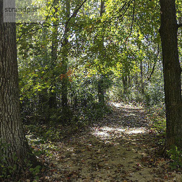 USA  Wisconsin  Sonne scheint durch Bäume im Wald im Donald County Park in der Nähe von Madison