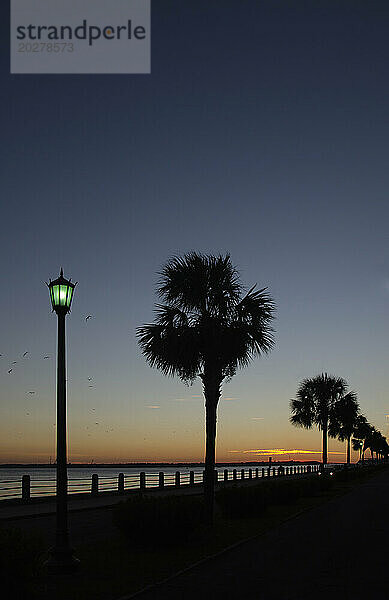 USA  South Carolina  Charleston  Silhouetten von Palmen in der Nähe des Ashley River bei Sonnenuntergang