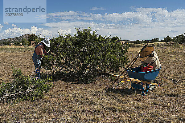 USA  New Mexico  Sante  Frau beschneidet Wacholderbaum in Wüstenlandschaft