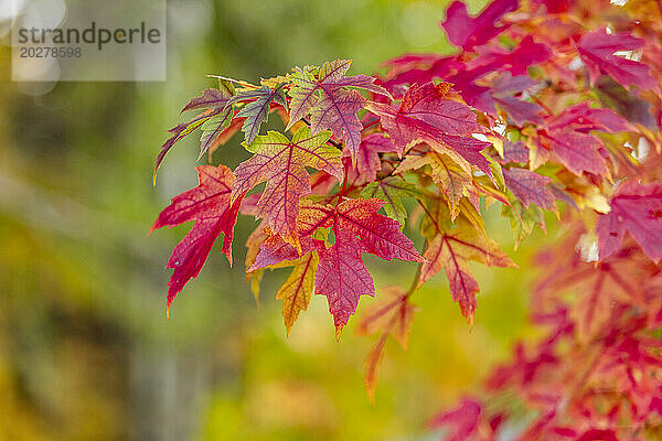 USA  Idaho  Bellevue  Nahaufnahme roter Ahornblätter im Herbst in der Nähe von Sun Valley