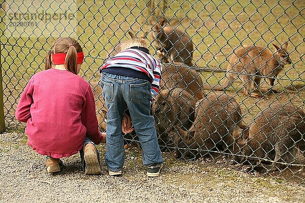 Zwei Kinder füttern Kängurus in einem Tierpark