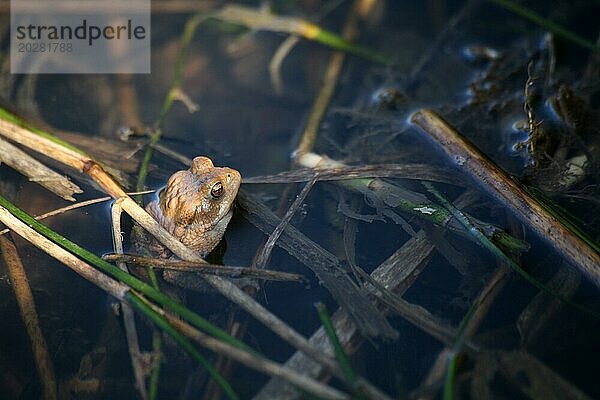 Einsamer Frosch in einem Teich
