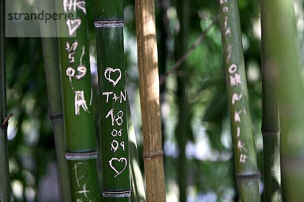 Bambus mit Initialen