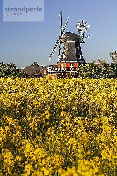 Traditionelle Windmühle im Abendlicht  sonnig  idyllisch  Rapsfeld  Nordsee-Insel Föhr  Schleswig-Holstein  Deutschland  Europa