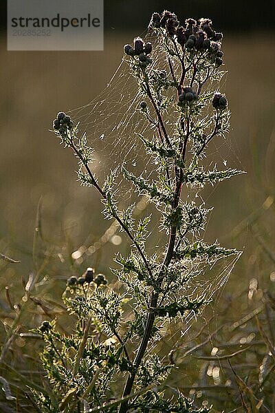 Distel mit Spinnweben im Gegenlicht