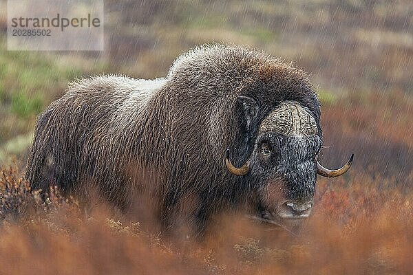 Moschusochse (Ovibos moschatus)  stehend  frontal  im Regen  herbstliche Tundra  Berge  Dovrefjell-Nationalpark  Norwegen  Europa