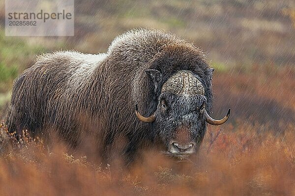 Moschusochse (Ovibos moschatus)  stehend  frontal  im Regen  herbstliche Tundra  Berge  Dovrefjell-Nationalpark  Norwegen  Europa