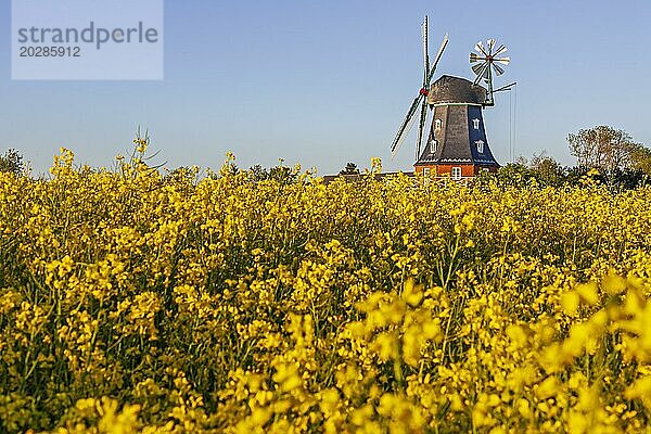 Traditionelle Windmühle im Abendlicht  sonnig  idyllisch  Rapsfeld  Nordsee-Insel Föhr  Schleswig-Holstein  Deutschland  Europa