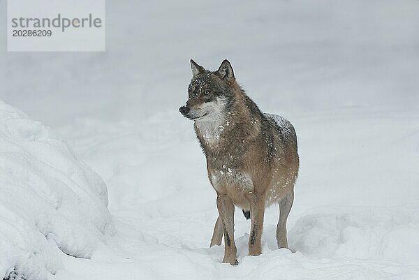 Wolf (Canis lupus) steht im Schnee und schaut aufmerksam  captive  Bayern  Deutschland  Europa