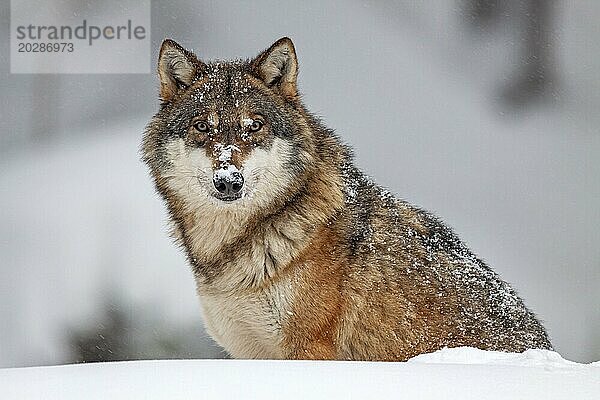 Wolf (Canis lupus)  sitzend  frontal  fried  captive  Winter  Schnee  Wald  Nationalpark Bayerischer Wald  Bayern  Deutschland  Europa