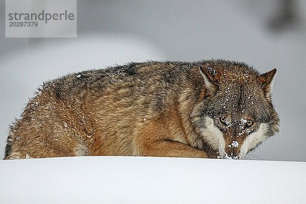 Wolf (Canis lupus)  gehend  frontal  aggressiv  captive  Winter  Schnee  Wald  Nationalpark Bayerischer Wald  Bayern  Deutschland  Europa